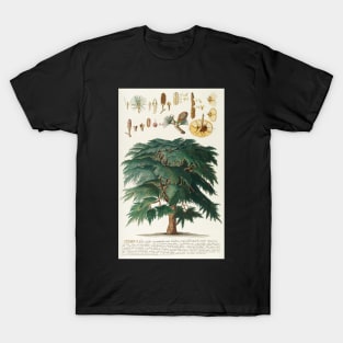 Cedar - Cedrus - botanical illustration T-Shirt